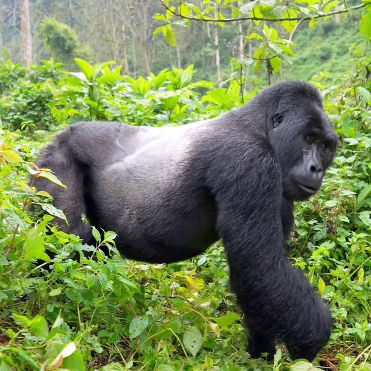 gorilla